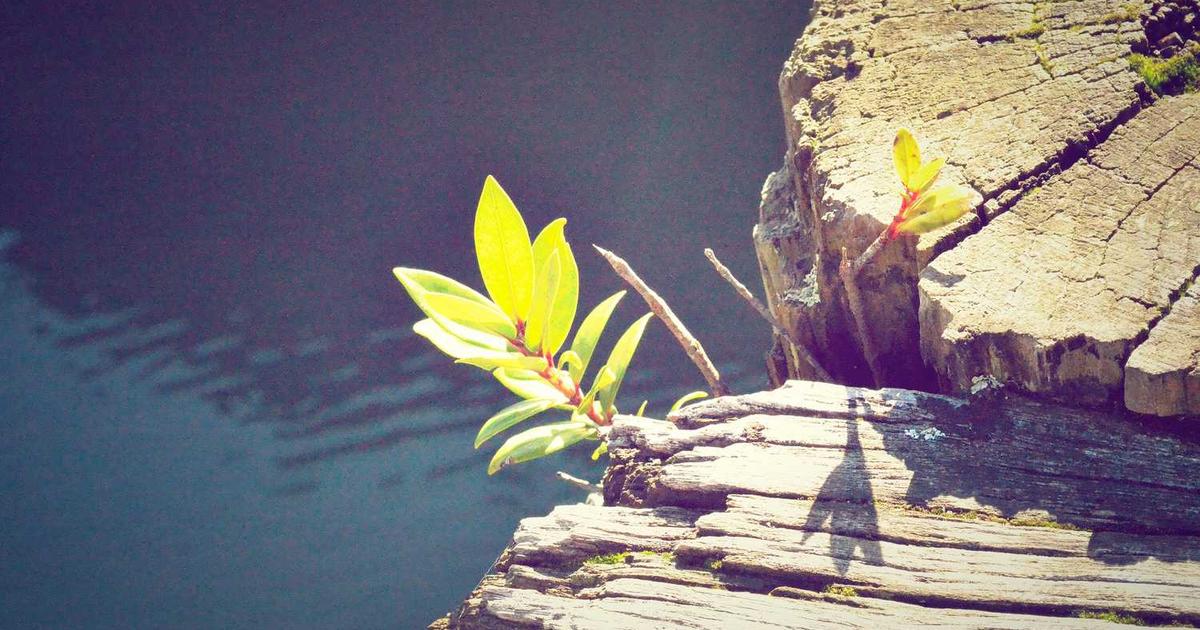 ホームページのセキュリティ対策で最低限やるべきこと